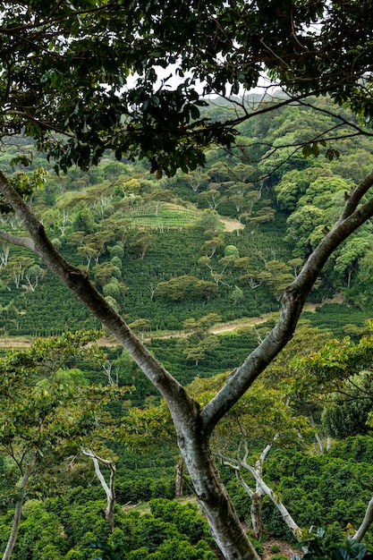 Una fattoria di caffè biologico nelle montagne di Panama Chiriqui highlands Panama