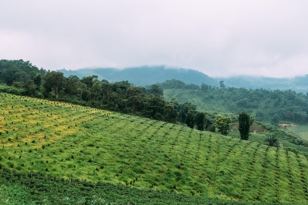 Una fattoria di peperoncini in una bellissima valle in Thailandia.