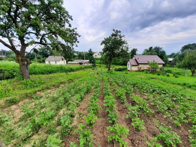 Una fattoria in campagna con un albero in primo piano