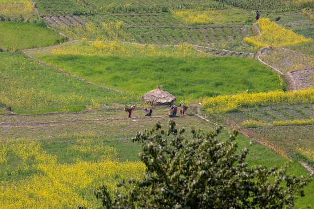 Una fattoria nelle colline dell'india