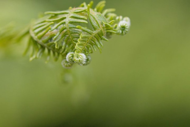 una felce con lo sfondo verde