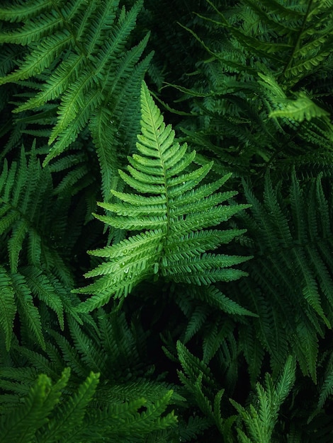 una felce verde con una felce verde sullo sfondo.