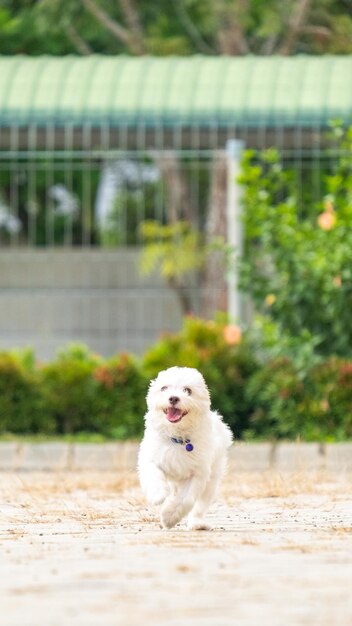 Una femmina bianca maltese alla sessione di servizi fotografici all'aperto per animali domestici al parco al mattino