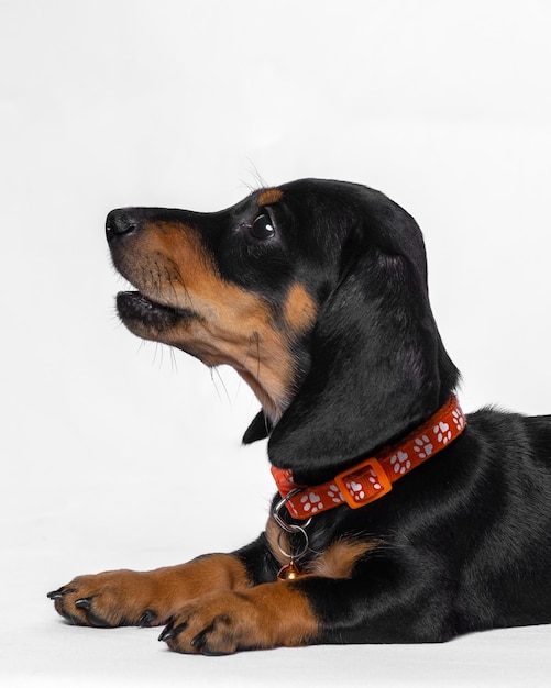 Una femmina di bassotto nero carino cucciolo di cane photoshoot studio fotografia di animali domestici con sfondo bianco isolato