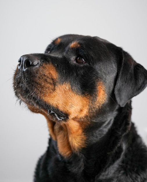 Una femmina di razza rottweiler cane in posa su uno sfondo bianco