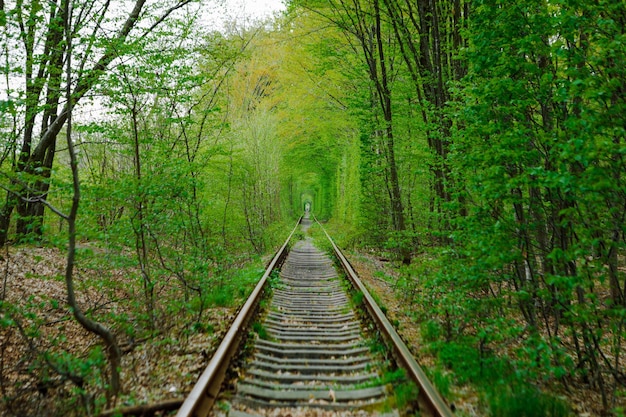 Una ferrovia nella foresta di primavera Tunnel of Love alberi verdi e la ferrovia