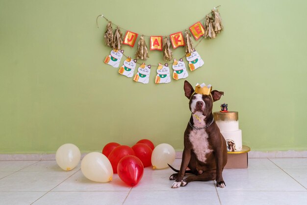 Una festa di compleanno con un cane di nome jaa sopra una torta con sopra la parola compleanno.