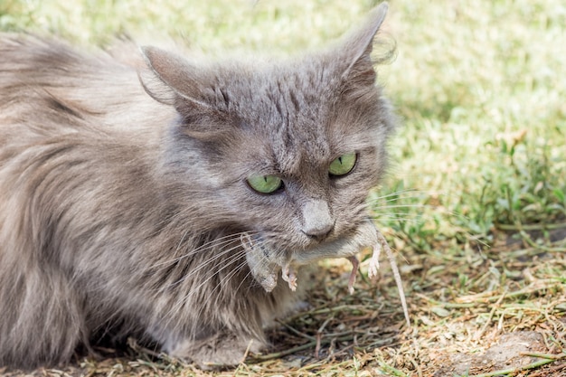 Una figa grigia ha catturato un topo, il gatto tiene un topo in bocca