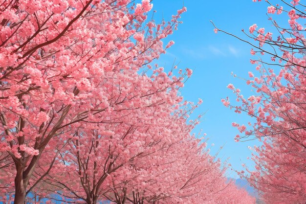 Una fila di alberi adornati da fiori rosa vivaci che creano una mostra colorata e pittoresca alberi di fiori di ciliegio in piena fioritura in primavera AI generato