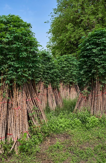 Una fila di alberi con una pianta verde sullo sfondo
