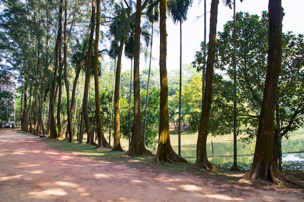 Una fila di alberi di righe nella vista del paesaggio del parco