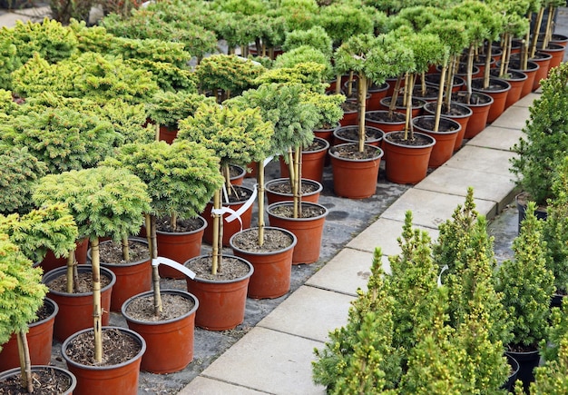 Una fila di alberi in vaso in vasi arancioni con un'etichetta bianca sul lato.