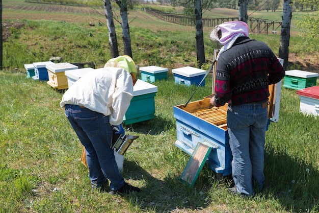 Una fila di alveari in un apiario privato nel giardino Industria del miele