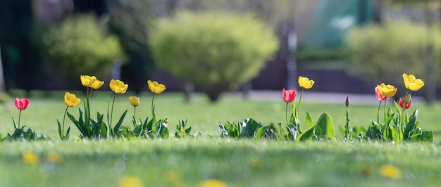 Una fila di bellissimi tulipani in fiore che crescono in un giardino verde su un prato