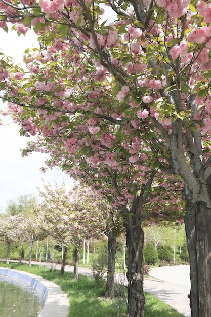 Una fila di ciliegi con fiori rosa sullo sfondo.