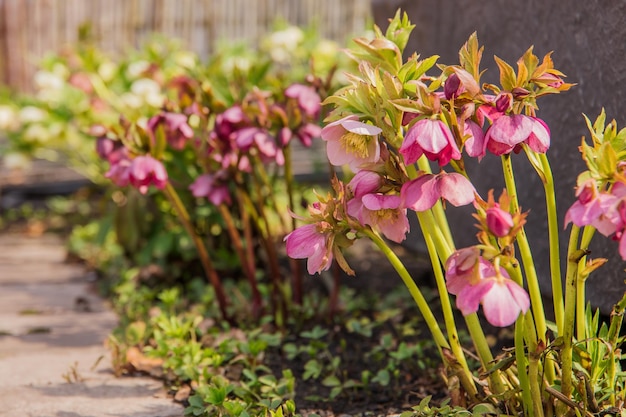 Una fila di fiori di Elleboro