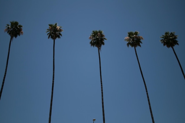 Una fila di palme contro il cielo