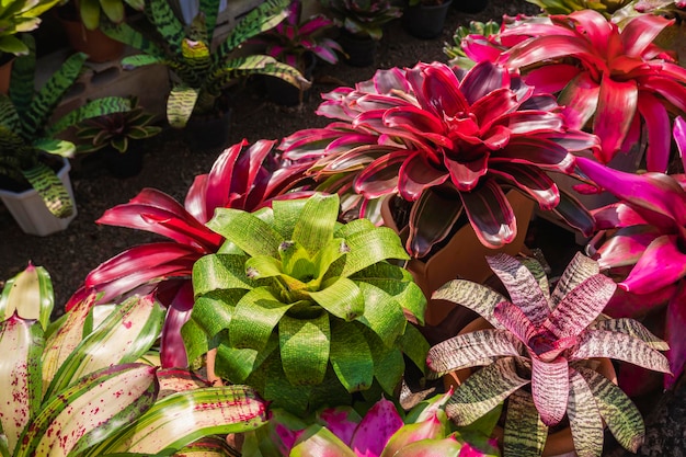 Una fila di piante colorate di bromelia cresce nell'area della serra a casa