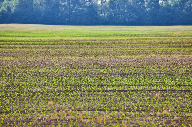 Una fila dopo l'altra di piccoli germogli verdi che crescono nel campo della fattoria