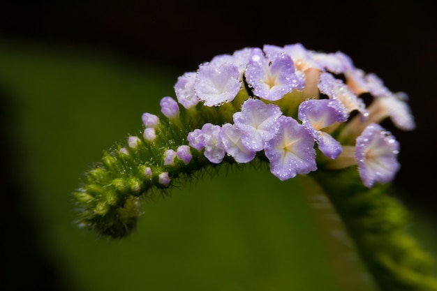 Una fine di macro di piccoli fiori di fioritura minuscoli