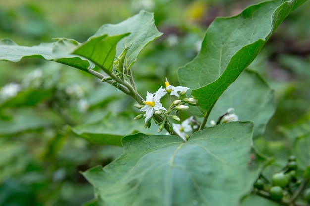 Una fine sulla foto dei fiori della melanzana del pisello.