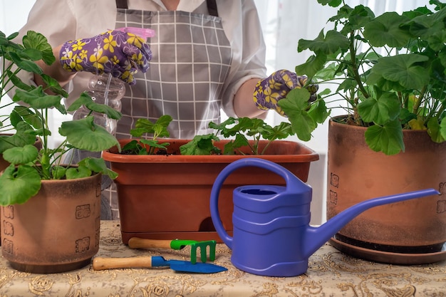 Una fioraia ripianta le foglie si prende cura di creare una bella fioriera dai fiori di pilargonium Bellissimo bouquet fresco Corsi di perfezionamento e floristica di istruzione Fiore europeo