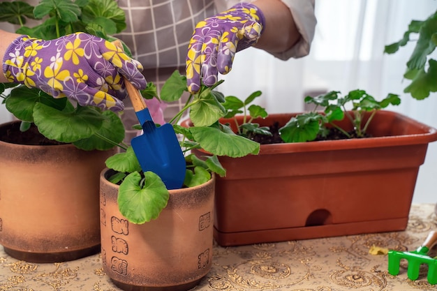 Una fioraia ripianta le foglie si prende cura di creare una bella fioriera dai fiori di pilargonium Bellissimo bouquet fresco Corsi di perfezionamento e floristica di istruzione Fiore europeo