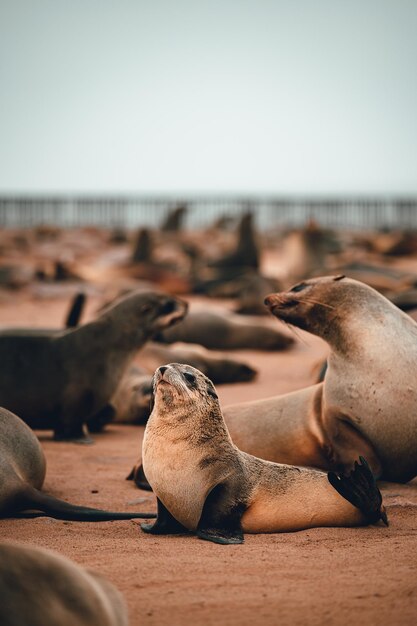 Una foca che si rilassa sulla spiaggia