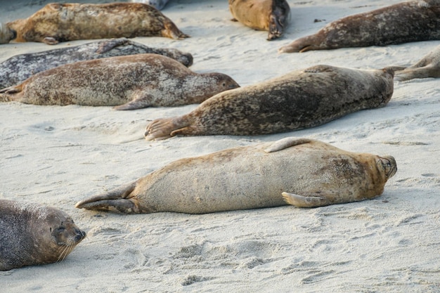 Una foca grigia giace sulla spiaggia