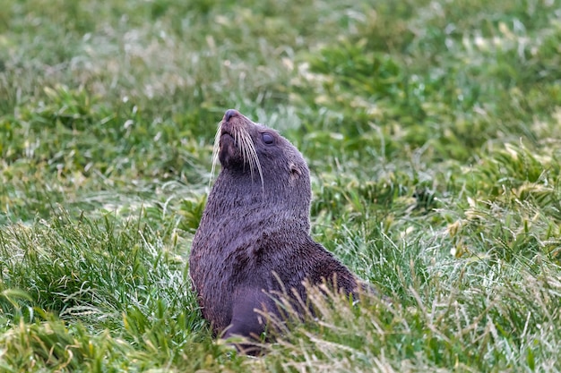 Una foca sta riposando nell'erba