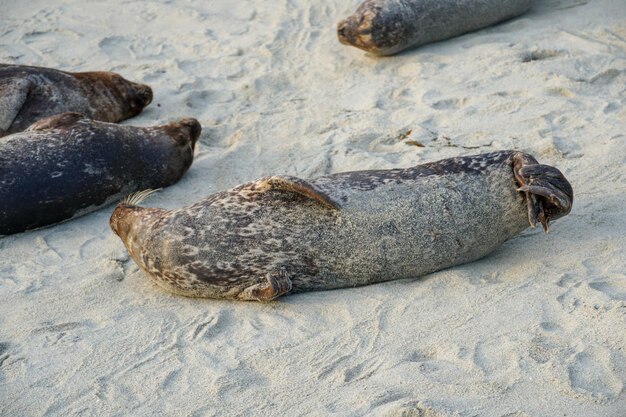 Una foca sulla spiaggia con la bocca aperta