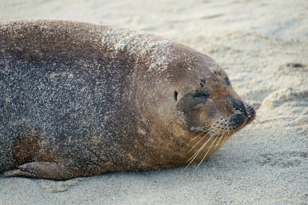 Una foca sulla spiaggia con sopra la parola leone marino