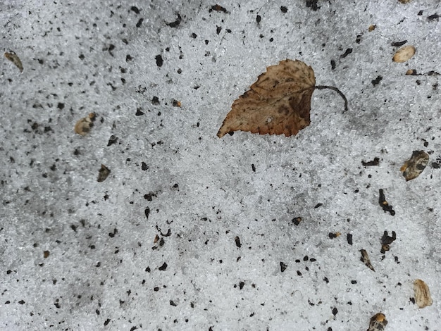 Una foglia che è a terra con un po' di neve sopra