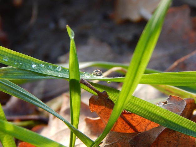 Una foglia che ha dell'acqua sopra