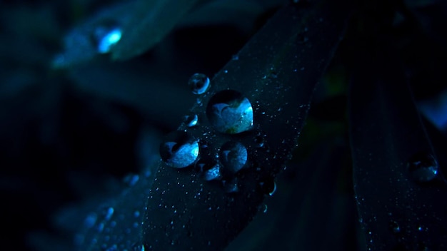 una foglia con gocce d'acqua che è blu