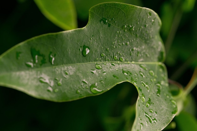 Una foglia con gocce d'acqua su di essa