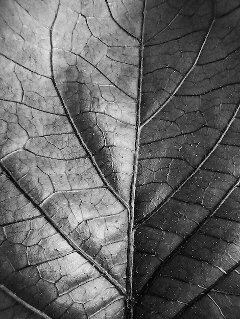 Una foglia con la parola amo in bianco e nero