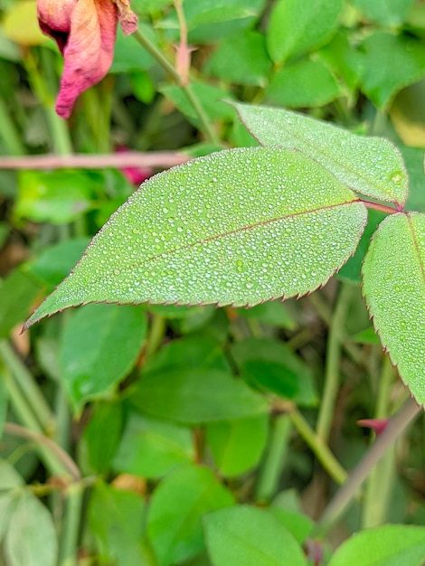 Una foglia con la rugiada sopra è mostrata su una pianta.