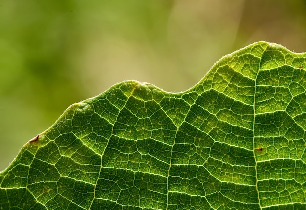 Una foglia con uno sfondo verde e la scritta " leaf " su di essa.