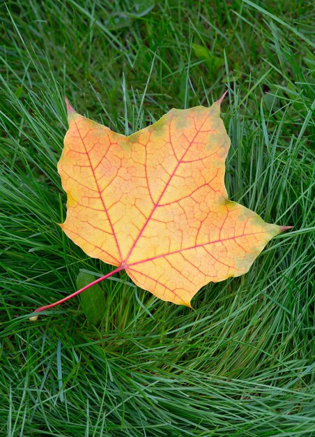 Una foglia d'acero gialla di autunno sull'erba verde