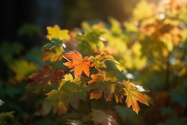 Una foglia d'acero sta diventando arancione e gialla alla luce del sole.