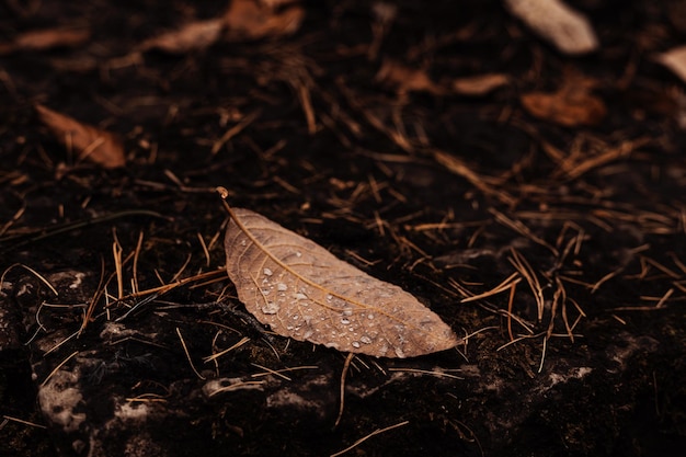 Una foglia d'autunno a terra con gocce d'acqua.