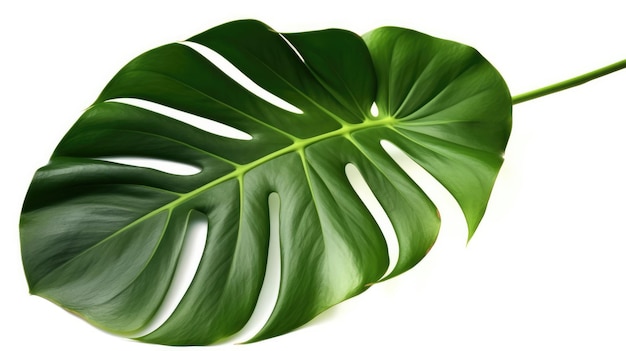 Una foglia della pianta monstera.