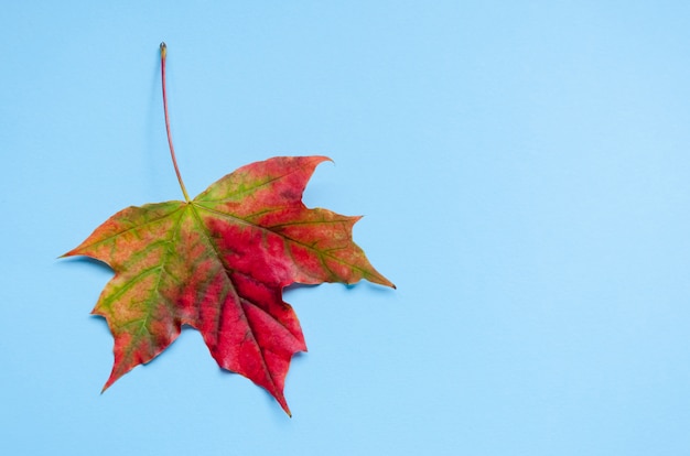 Una foglia di acero autunno brillante colorato si trova su uno sfondo blu