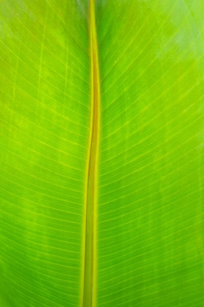 Una foglia di banana verde ha una striscia gialla.