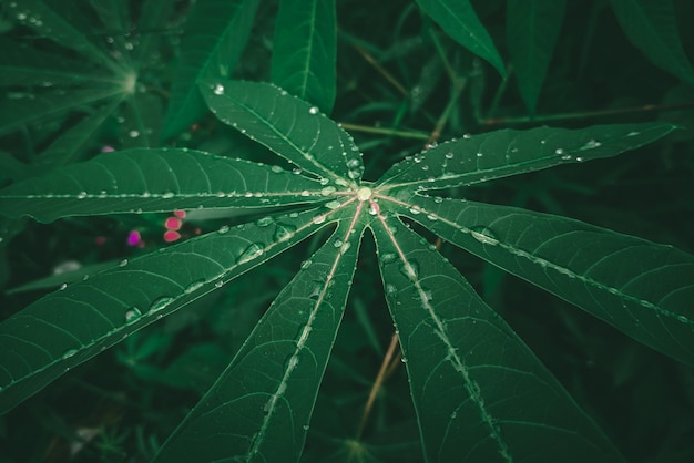 Una foglia di manioca verde con gocce d'acqua su di essa