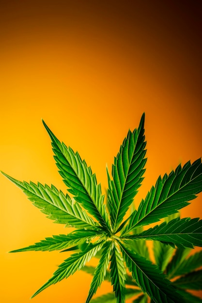 Una foglia di marijuana in primo piano su uno sfondo luminoso Minimalismo