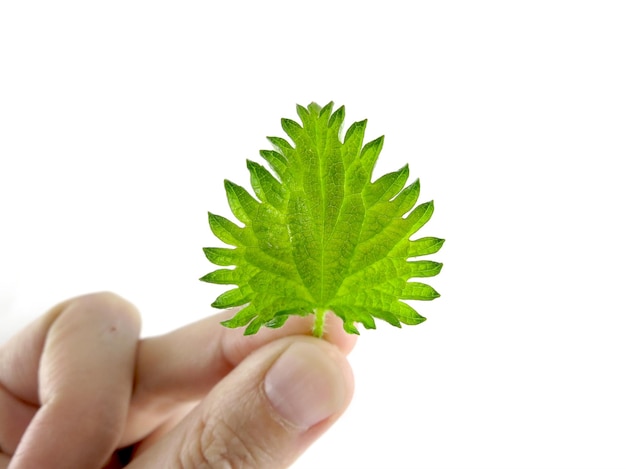 Una foglia di ortica verde è tenuta da una mano femminile da un gambo su fondo bianco