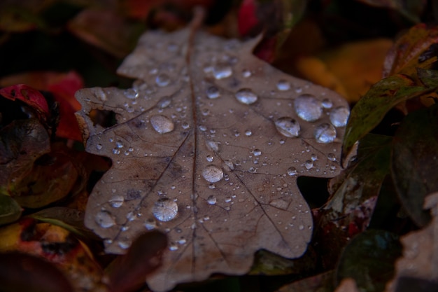 Una foglia di quercia essiccata con gocce d'acqua giace su foglie autunnali colorate