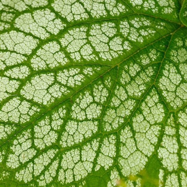 Una foglia di una pianta da giardino è fotografata macro.